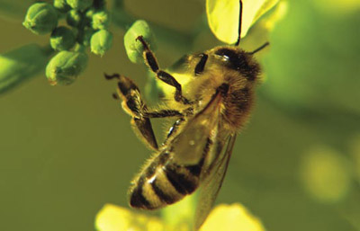 Rola i stan dzikiej entomofauny zapylającej a chemiczna ochrona roślin
